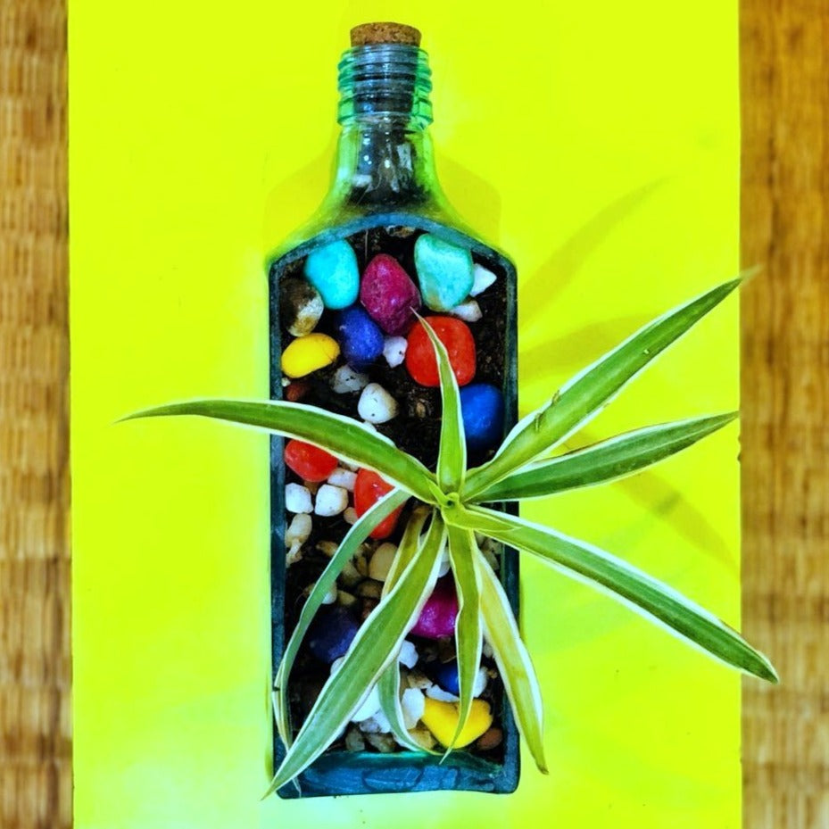 BOMBAY SAPPHIRE PLANTER - SPIDER