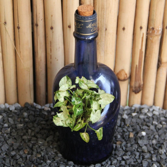 Antiquity Planter with Syngonium/ Dwarf