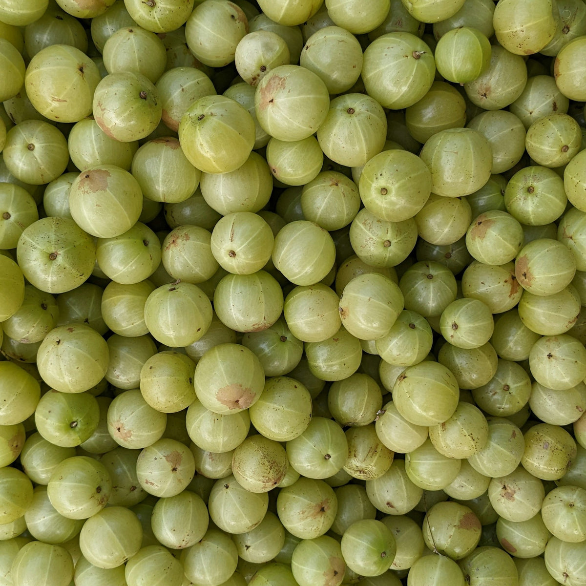 A heap of fresh amla