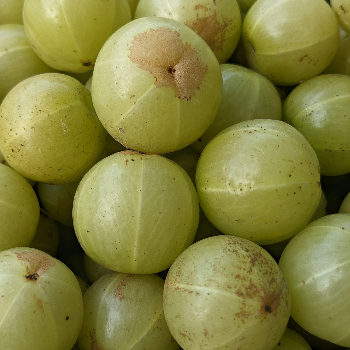 Fresh amla, close up