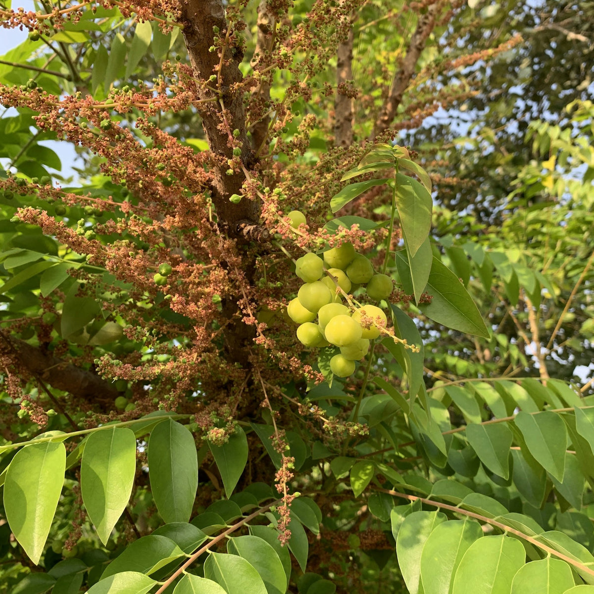Amla growing on a tree