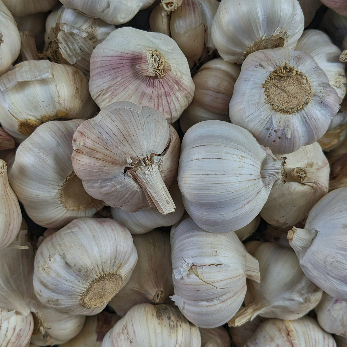 Heads of garlic