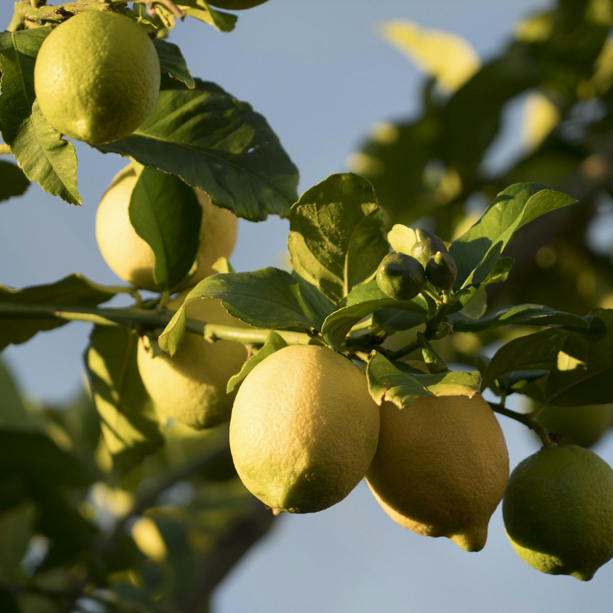 Lemons on the tree