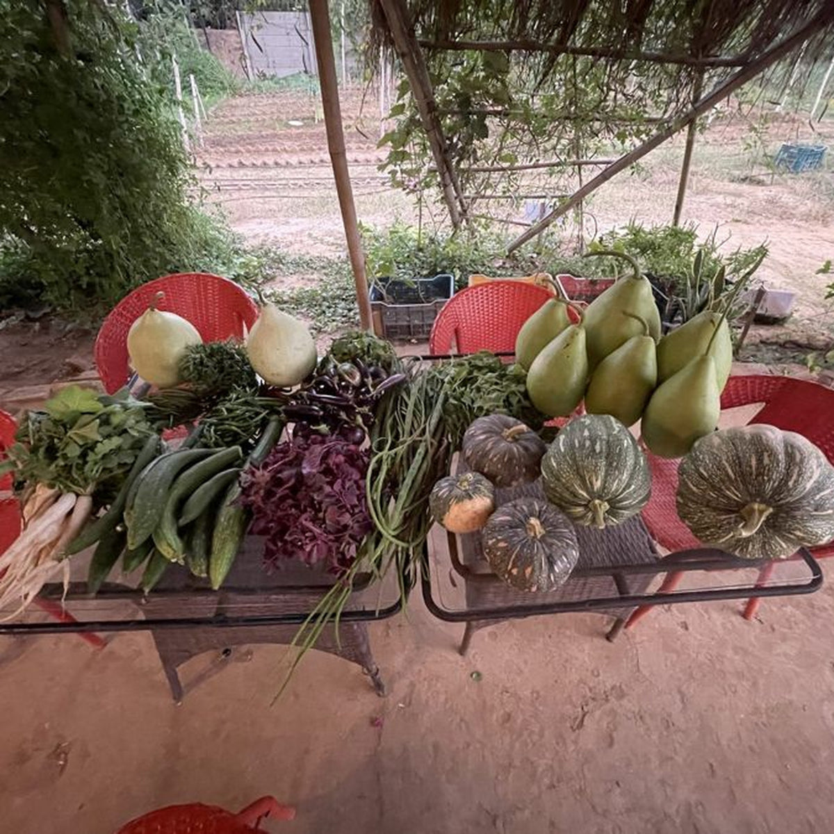 Vegetables and fruit from Swechha Farm on a table at the farm