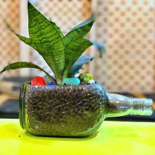 OLD MONK PLANTER -DWARF SANSEVIERIA