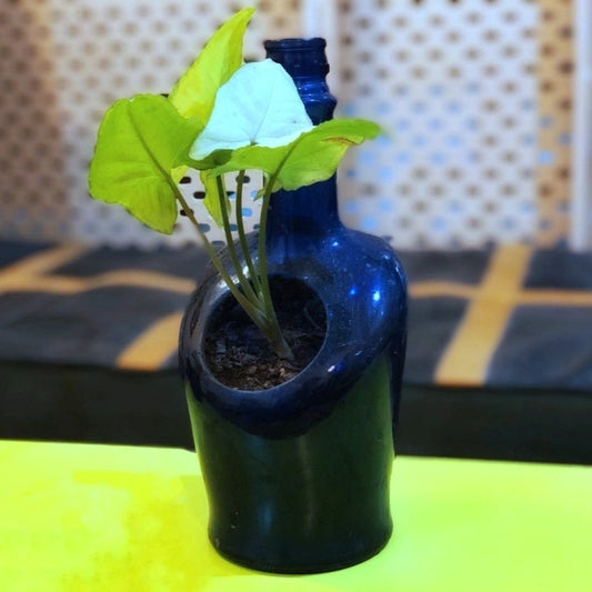 Antiquity Planter - Syngonium