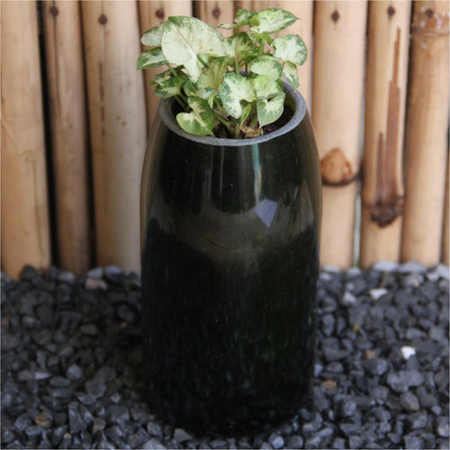 Wine Planter with Dwarf Syngonium - Buy Eco Friendly Products - Upycled, Organic, Fair Trade :: Green The Map