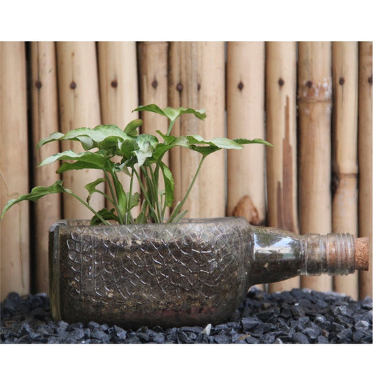 Old Monk Planter with Arrowhead Syngonium