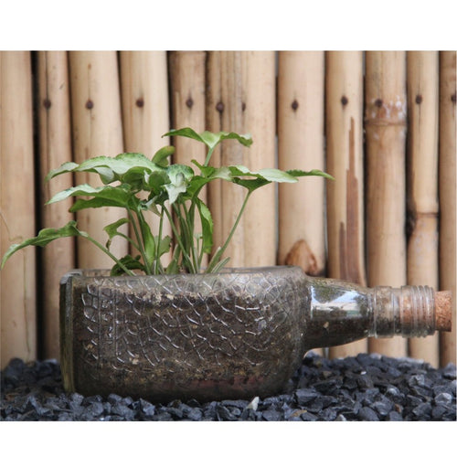 Old Monk Planter with Arrowhead Syngonium - Buy Eco Friendly Products - Upycled, Organic, Fair Trade :: Green The Map