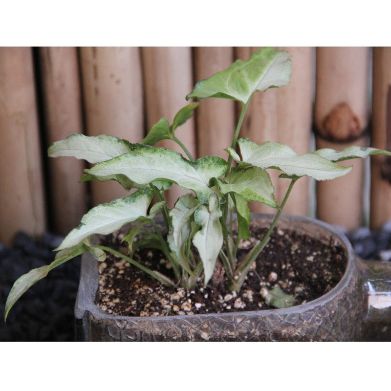 Old Monk Planter with Arrowhead Syngonium - Buy Eco Friendly Products - Upycled, Organic, Fair Trade :: Green The Map