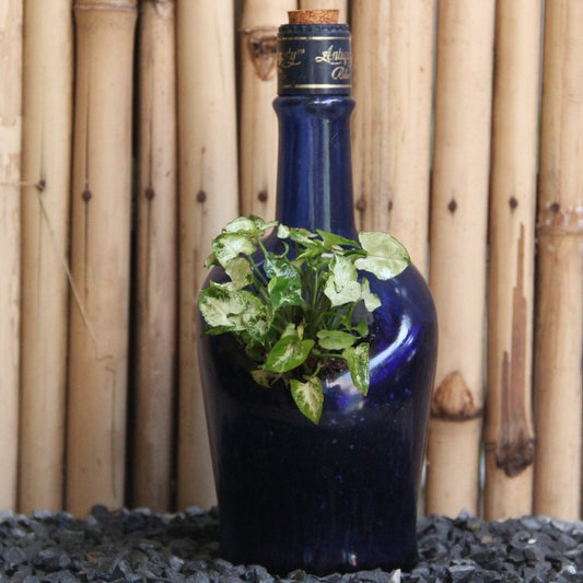 Antiquity Planter with Syngonium/ Dwarf