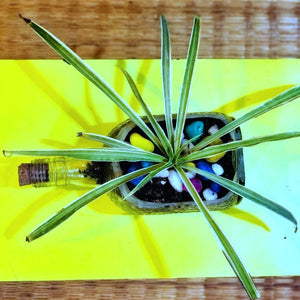 Old Monk Planter Spider Plant - Buy Eco Friendly Products - Upycled, Organic, Fair Trade :: Green The Map