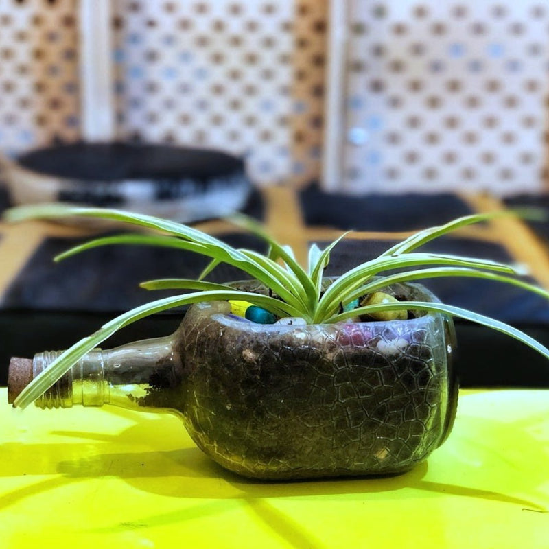 Old Monk Planter Spider Plant - Buy Eco Friendly Products - Upycled, Organic, Fair Trade :: Green The Map