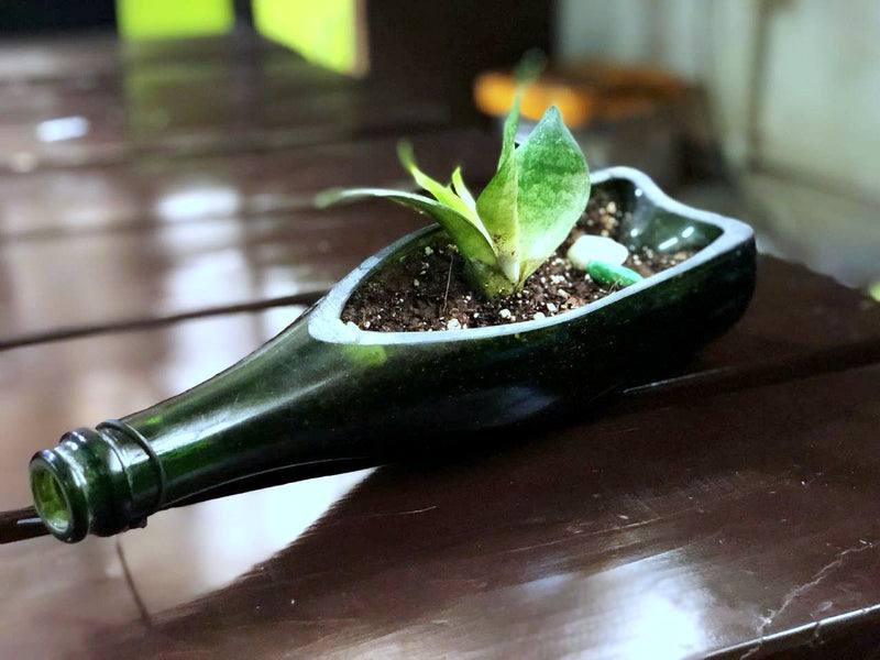 CHAMPAGNE PLANTER-Dwarf Sansevieria - Buy Eco Friendly Products - Upycled, Organic, Fair Trade :: Green The Map