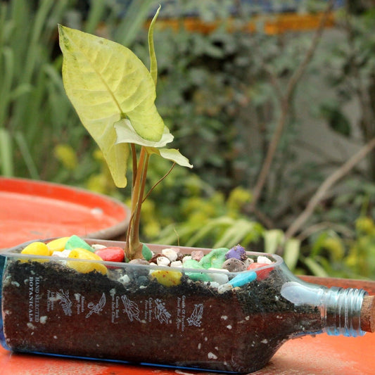 BOMBAY SAPPHIRE PLANTER SYNGONIUM