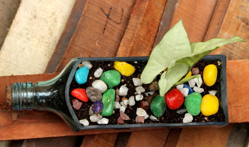 BOMBAY SAPPHIRE PLANTER SYNGONIUM - Buy Eco Friendly Products - Upycled, Organic, Fair Trade :: Green The Map