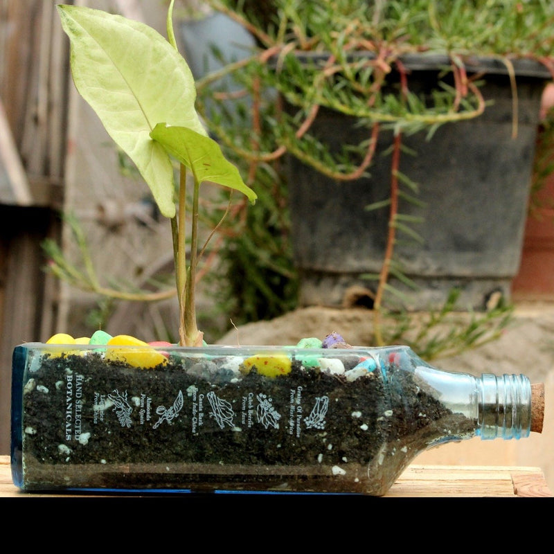 BOMBAY SAPPHIRE PLANTER SYNGONIUM - Buy Eco Friendly Products - Upycled, Organic, Fair Trade :: Green The Map