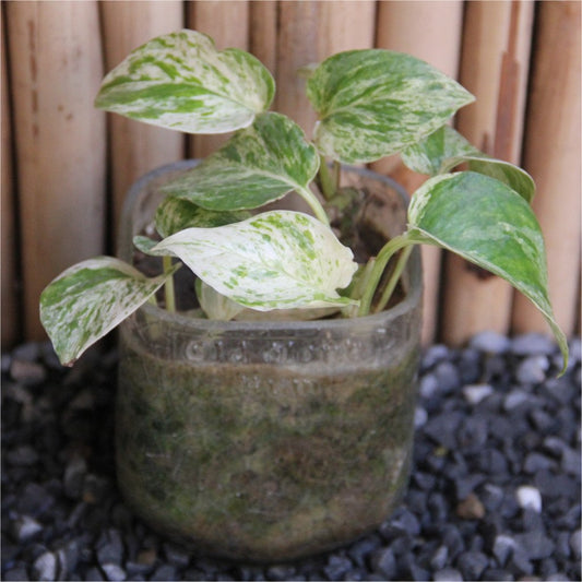 Old Monk Tumbler With Pothos