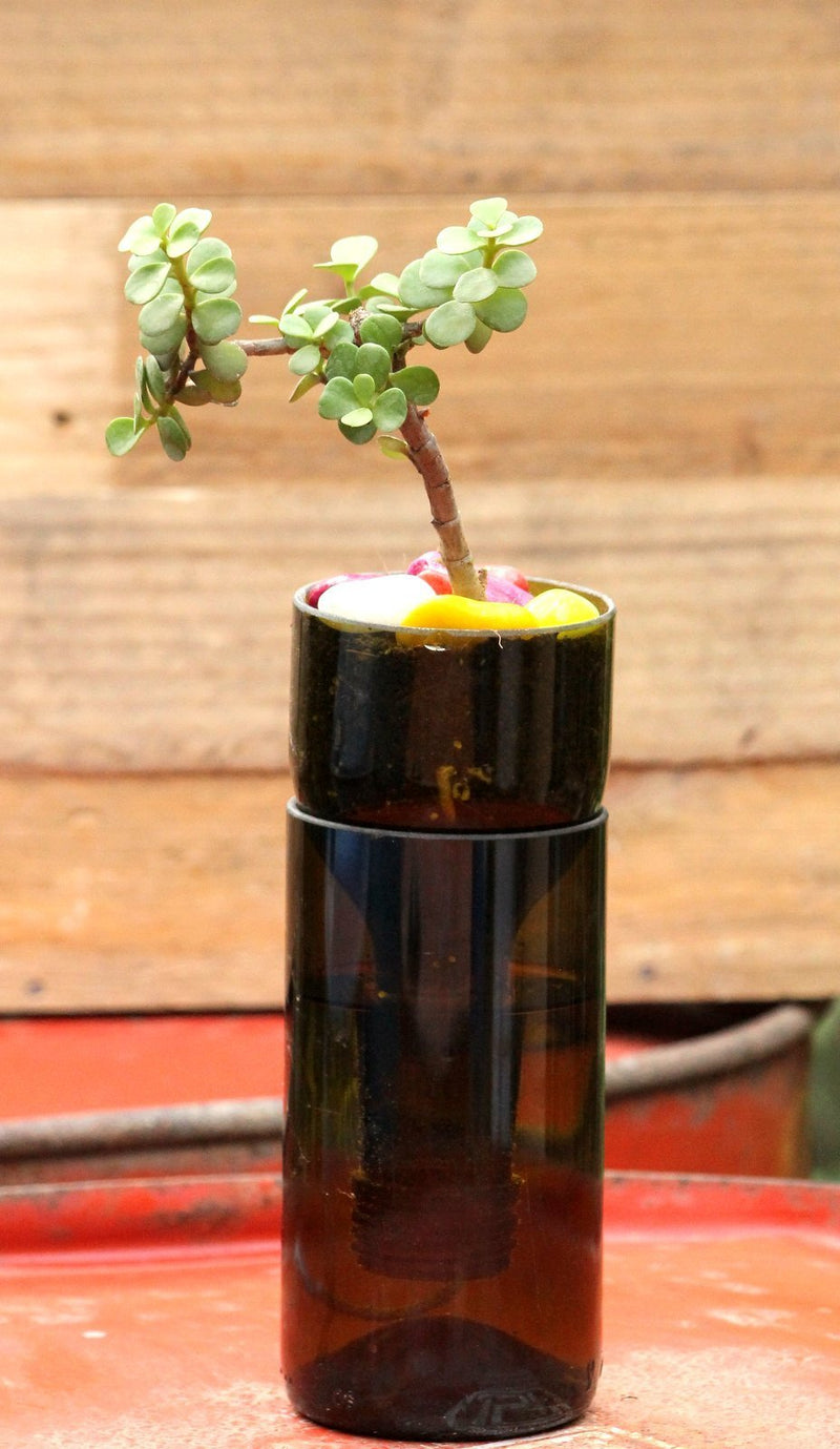 SELF WATERING PLANTER-JADE PLANT - Buy Eco Friendly Products - Upycled, Organic, Fair Trade :: Green The Map