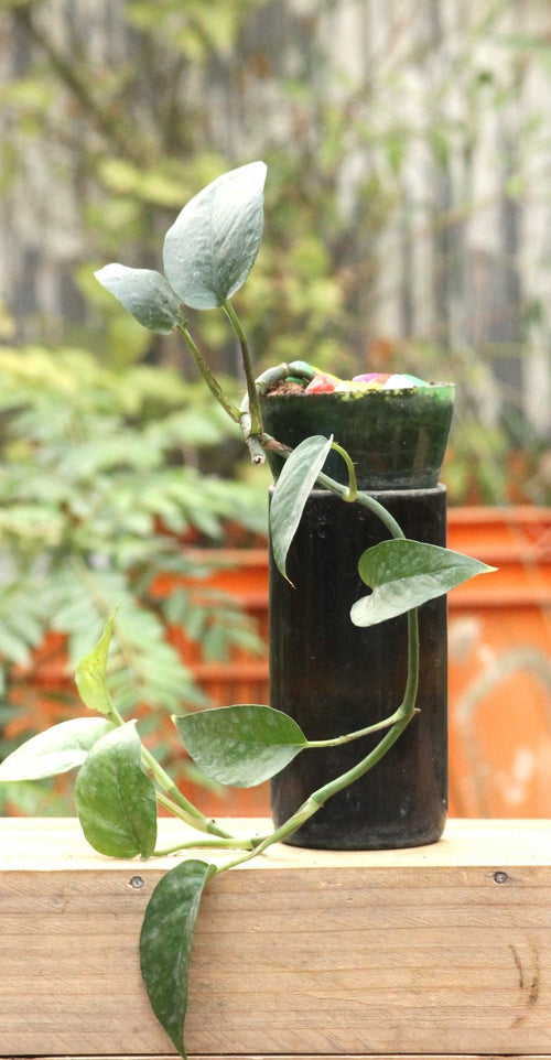 SELF WATERING PLANTER - MONEY PLANT - Buy Eco Friendly Products - Upycled, Organic, Fair Trade :: Green The Map