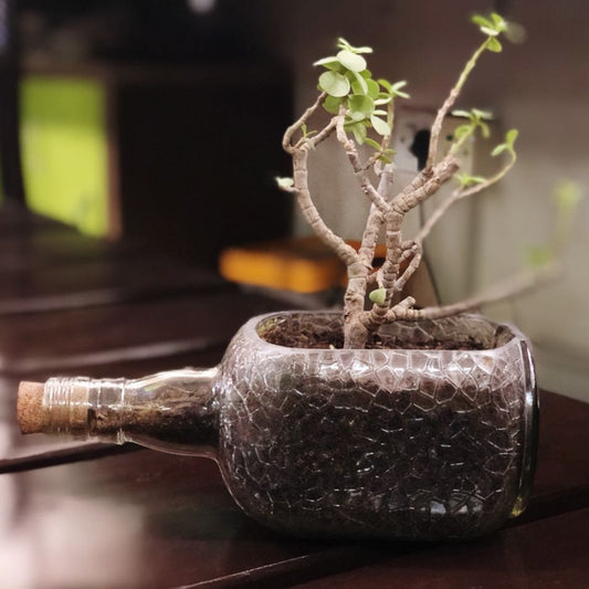 OLD MONK PLANTER - JADE PLANT