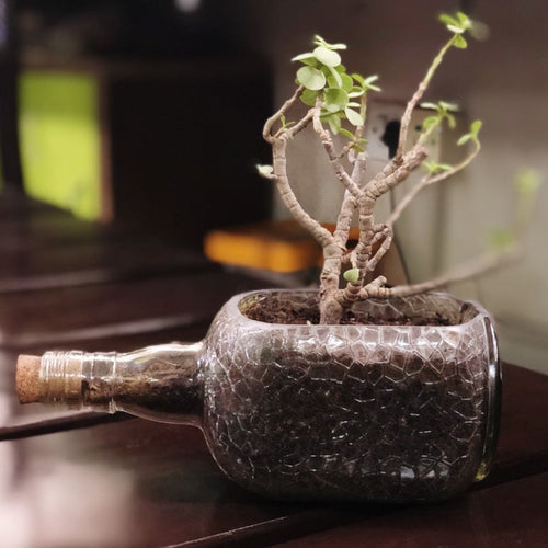 OLD MONK PLANTER - JADE PLANT - Buy Eco Friendly Products - Upycled, Organic, Fair Trade :: Green The Map