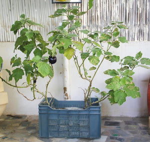 CRATE FARM - Buy Eco Friendly Products - Upycled, Organic, Fair Trade :: Green The Map