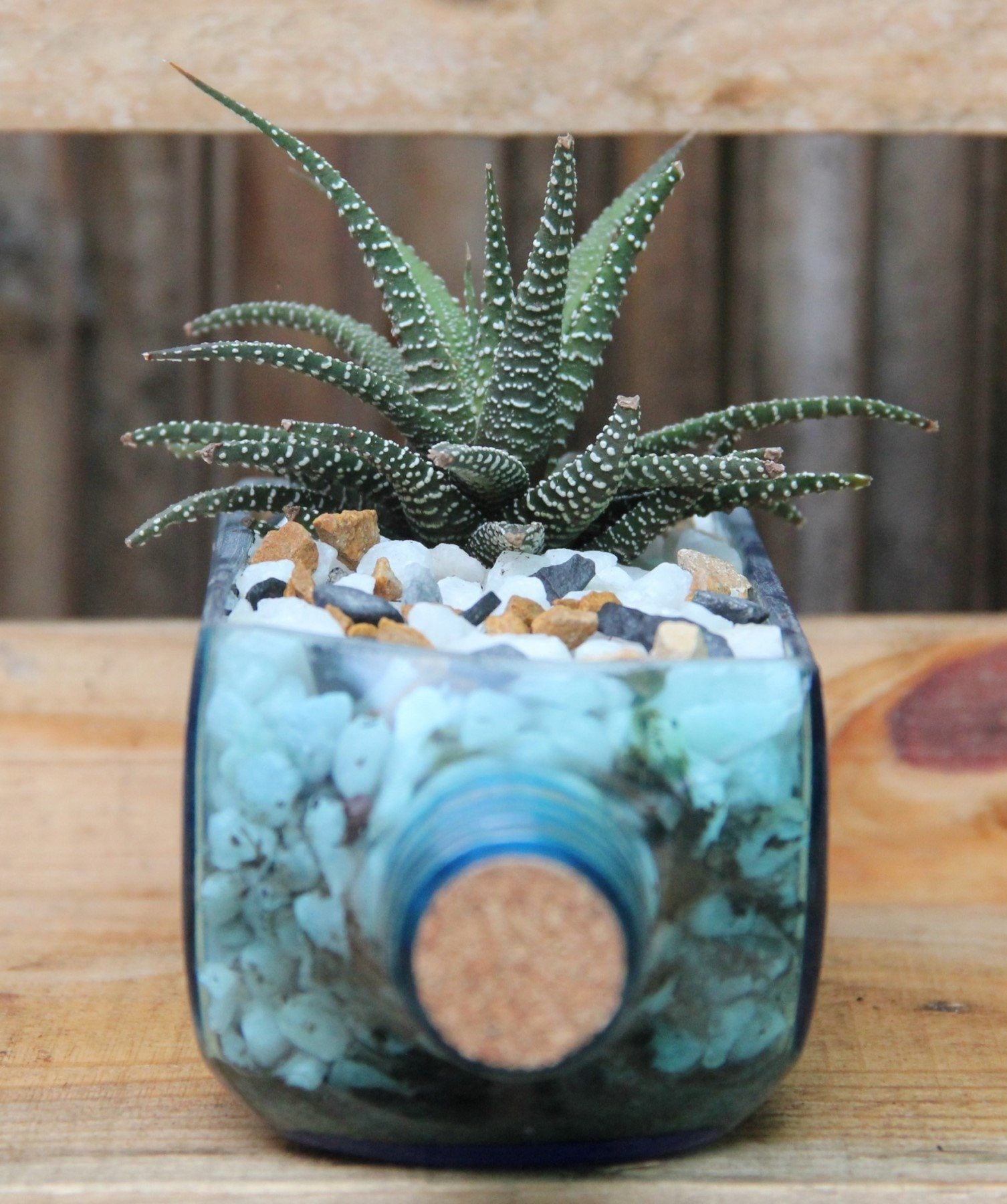 Marble pothos in a cut Old Monk glass tumbler
